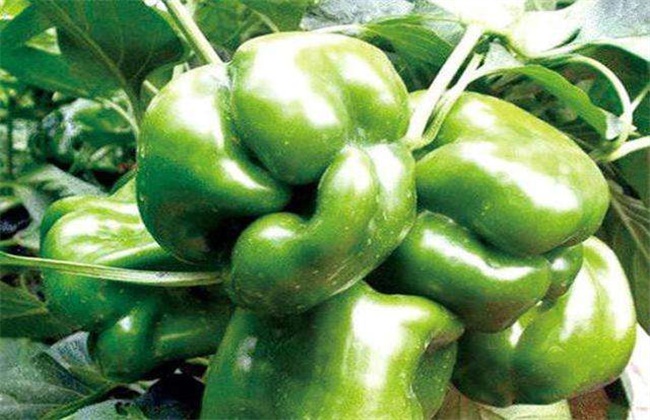 Prevention and Control measures of abnormal Fruit of vegetable Pepper