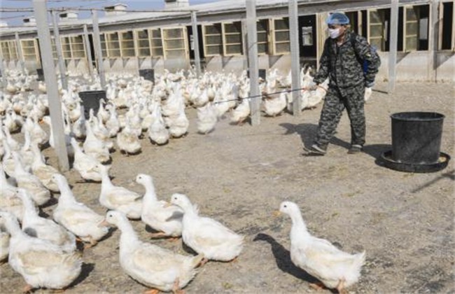 The method of duck house disinfection