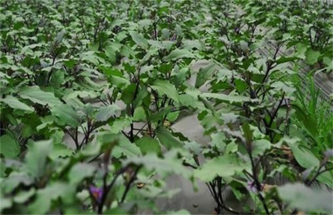 Management Technique of Eggplant Seedling Stage