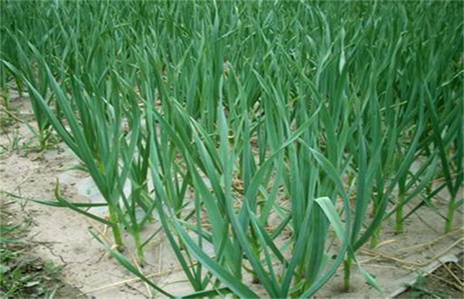 Management techniques of garlic Seedling stage