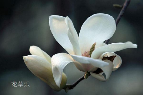 How to raise magnolia? Maintenance and Management of Magnolia