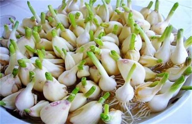 Rapid germination of garlic