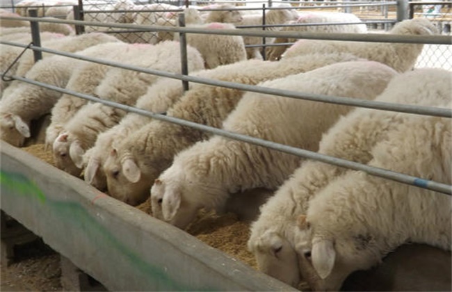 Key points of fattening techniques for Mutton Sheep