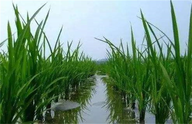 Key points of Management at tillering stage of Rice