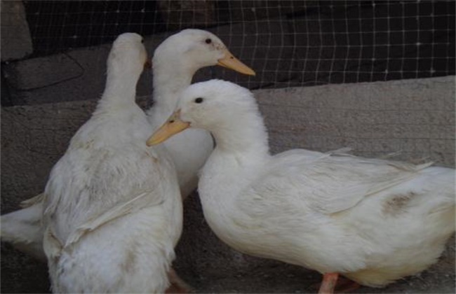 Breeding and management techniques of breeding ducks