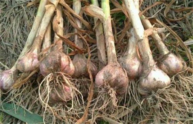 Seed retention skills of garlic