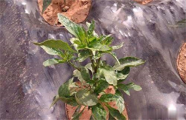 Causes of poor growth of hot pepper in early spring and its mitigation measures