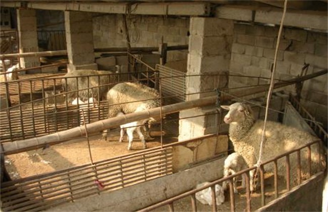 How to get rid of the damp in the sheepfold