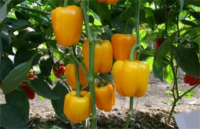 Planting Management Technology of Sweet Pepper