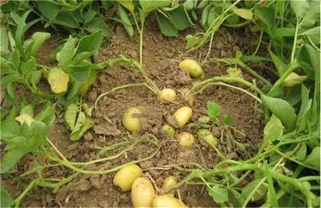 Prevention and remedial measures of growing Potato seedlings without Potato