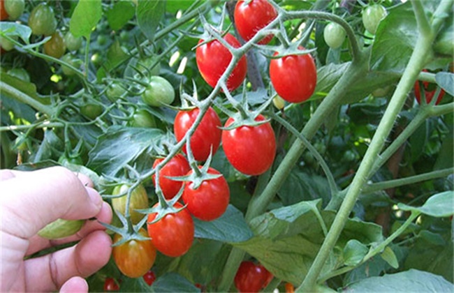 Matters needing attention in Tomato interplanting