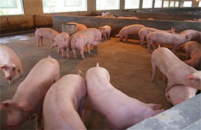 Common wrong feeding behavior in raising pigs