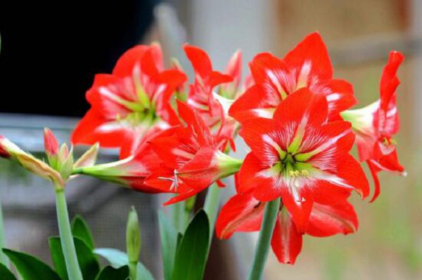 Which flowers can't apply compound fertilizer?