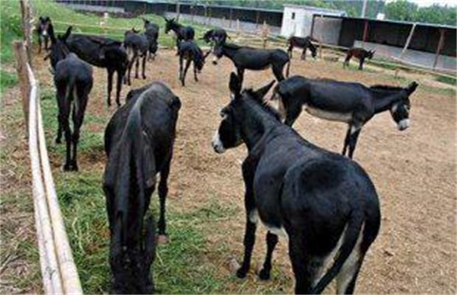 Feeding and management techniques of donkey