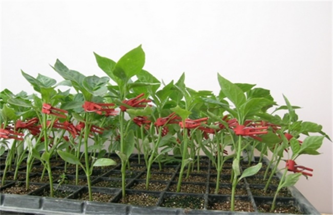 Grafting method of Pepper