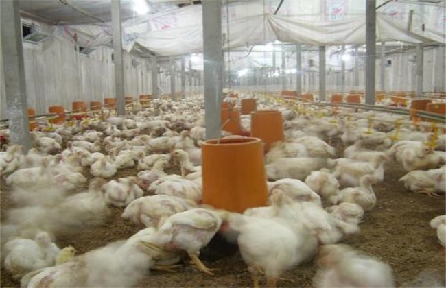 The harm of high temperature to broilers