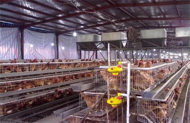 How to reduce ammonia in henhouse