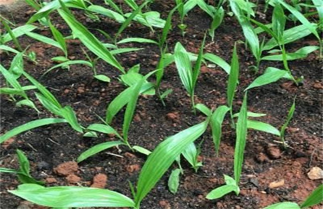 Breeding methods of Bletilla striata