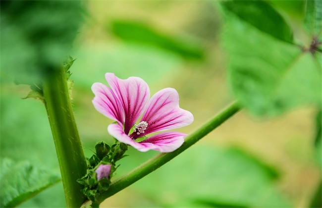 The cultivation methods and precautions of mallow flowers