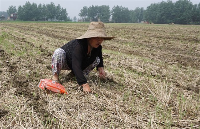 Corn replanting methods and matters needing attention