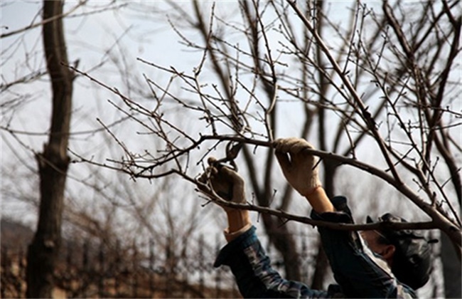 When is the best time to cut peach trees