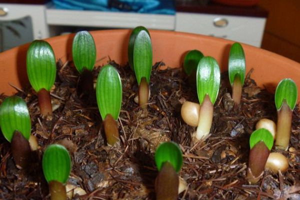 How do magnolia breed? Detailed explanation of the method of ramet propagation of Cymbidium