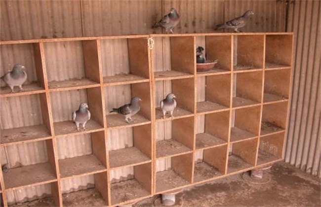 How should beginners raise pigeons start?