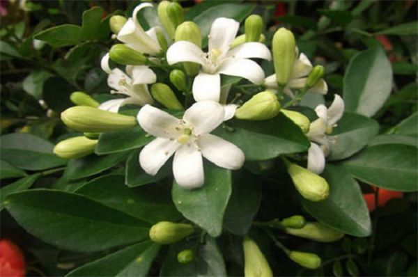 The fengshui function of Milan flowers, to get rid of evil spirits, to attract happiness and make money.