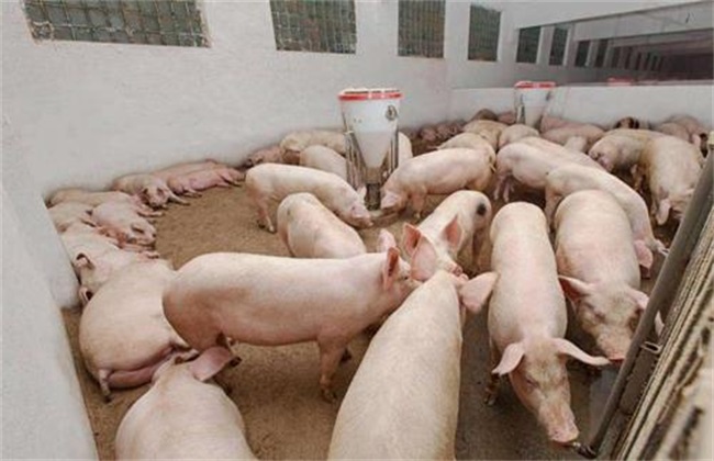 What are the symptoms of pig cold stress