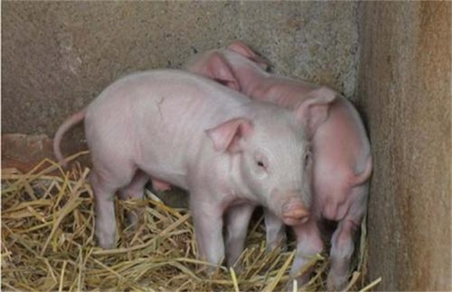 Effects of Cold stress on Pigs