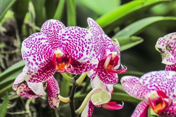 How to grow orchids, we should pay attention to warming protection in cold season.