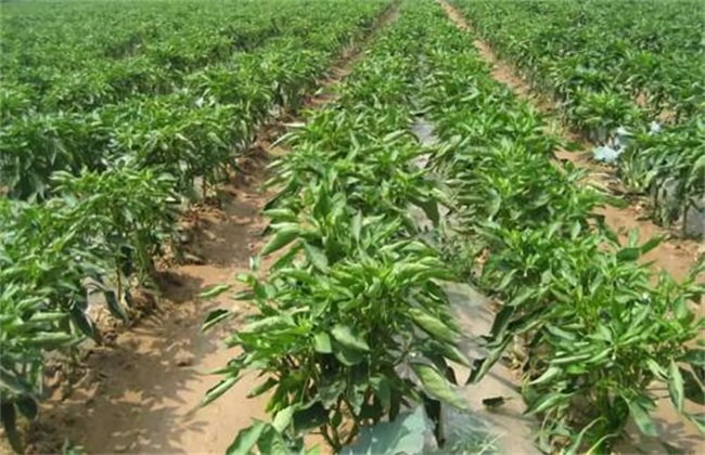 Planting techniques of Pepper in early Spring