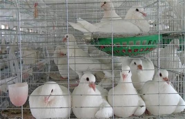 How to improve the reproductive ability of meat pigeons