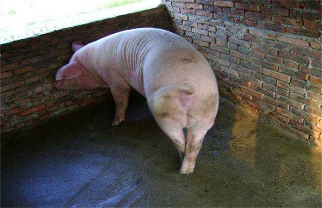 Prevention and treatment of emaciation syndrome in sows