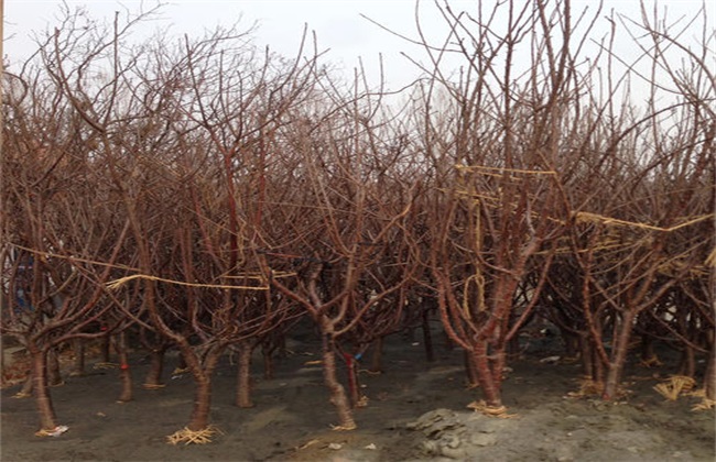 Management techniques of Cherry after grafting