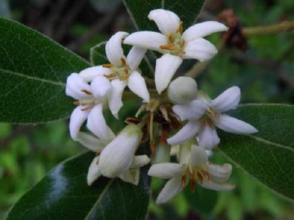 The method of cuttage of Milan flower, one pot becomes more than one pot.