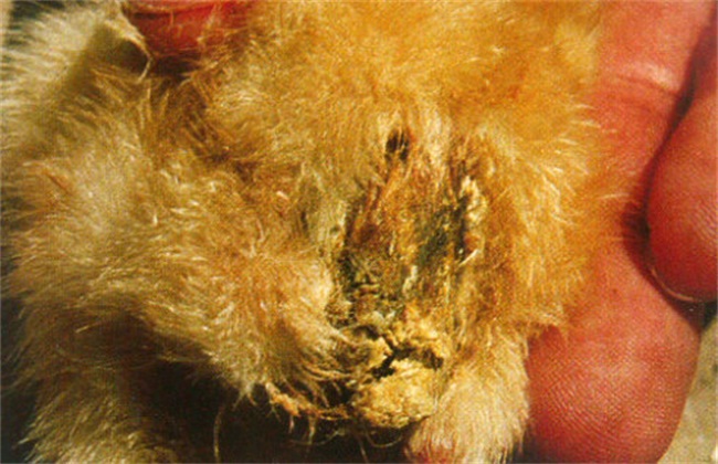 What are the common diseases of chicks