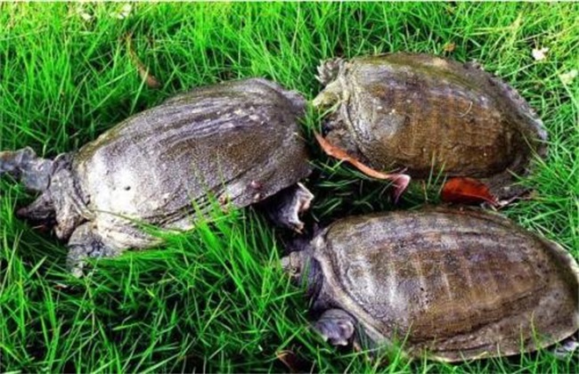 Environmental requirements for soft-shelled turtle culture