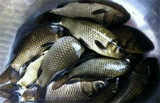 How to raise crucian carp not to die