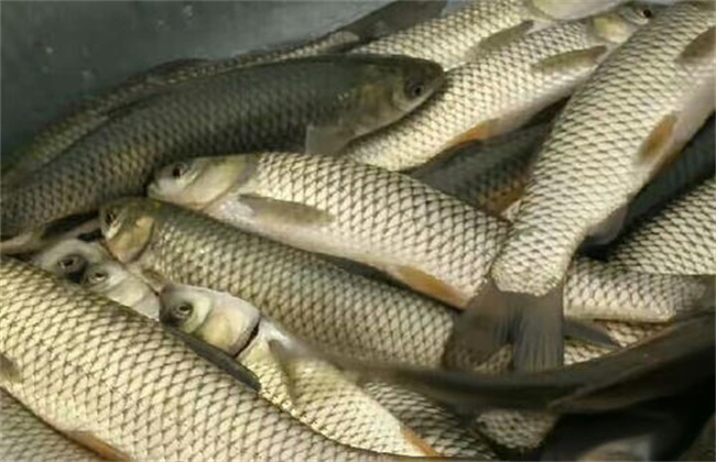 The cause of death of grass carp fry