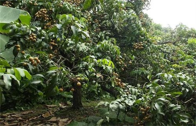 Main points of planting longan