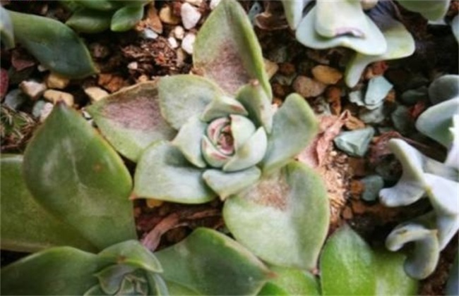 Why can't succulent plants survive?