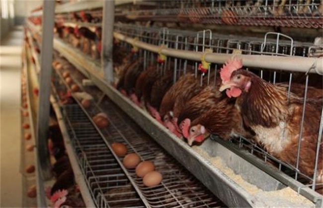 How to improve the breeding benefit of pink shell laying hens