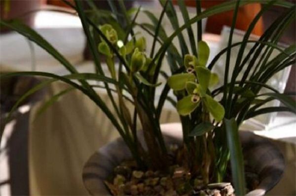 How to tell if orchids are on hormones?