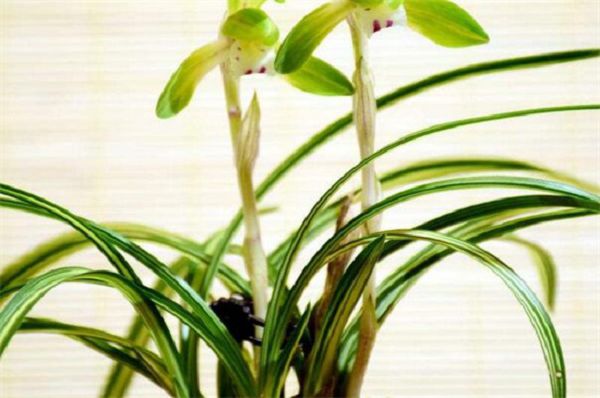 Aspirin raises orchid spray leaf or watering root, watering root is more beneficial to root growth.