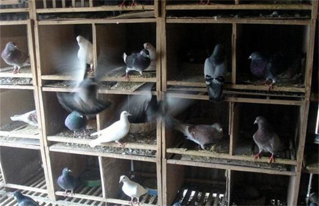 Which kind of pigeon is easy to swim in the shed?