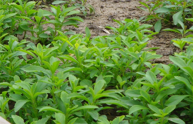 Seedling raising techniques of stevia rebaudiana