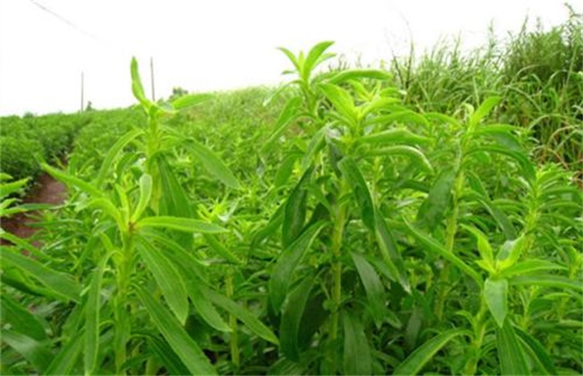 Transplanting and field management of stevia rebaudiana