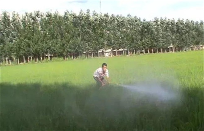 How to use pesticides in rainy season