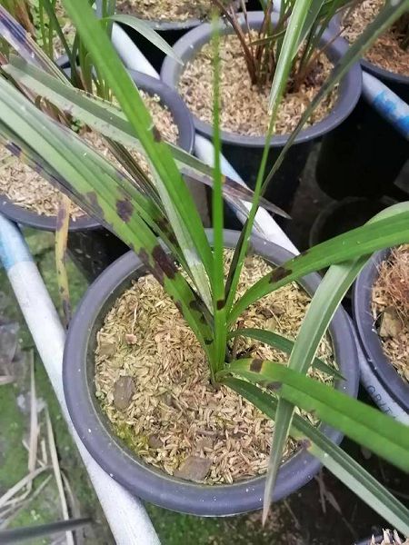 What is the disease of the black spot on the leaves of this orchid?